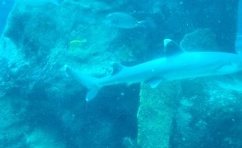 Sea Life Park Hawaii