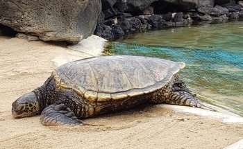 Sea Life Park Hawaii