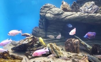 Waikiki Marine Life Conservation District