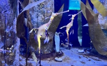Waikiki Marine Life Conservation District