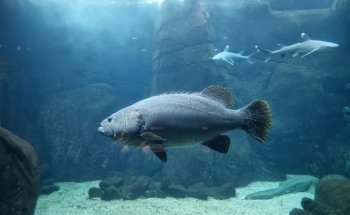 Waikiki Marine Life Conservation District