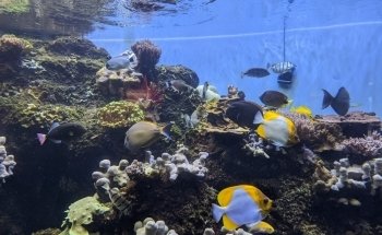 Waikiki Marine Life Conservation District