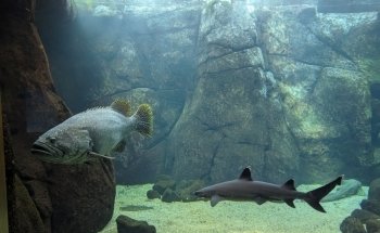 Waikiki Marine Life Conservation District
