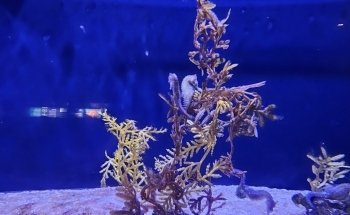 Waikiki Marine Life Conservation District