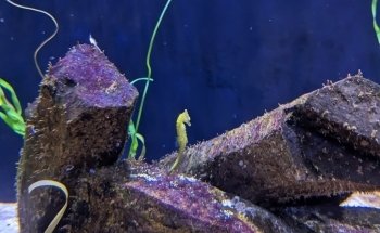 Waikiki Marine Life Conservation District