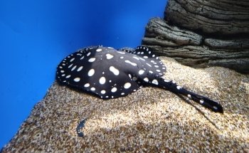 Waikiki Marine Life Conservation District