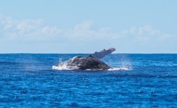 Dolphin Discoveries- Snorkel Tour Check-in and Boutique
