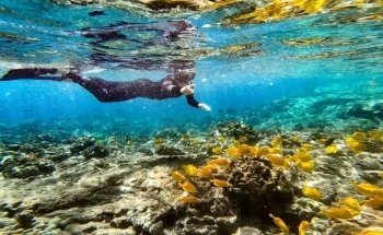 Dolphin Discoveries- Snorkel Tour Check-in and Boutique