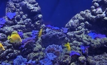 Waikiki Aquarium