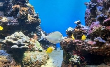 Waikiki Aquarium
