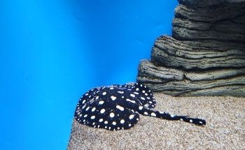 Waikiki Aquarium