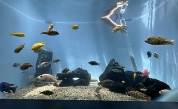 Waikiki Aquarium