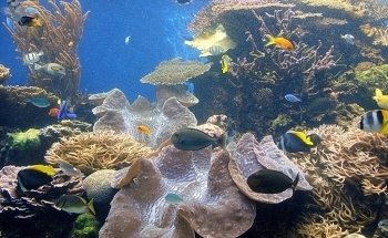Waikiki Aquarium