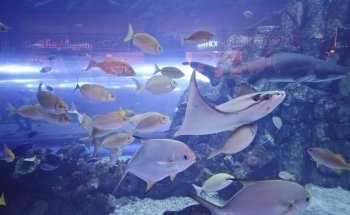 Dubai Aquarium & Underwater Zoo