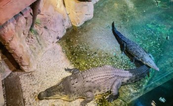 Dubai Aquarium & Underwater Zoo