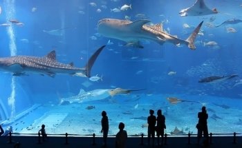 Dubai Aquarium & Underwater Zoo
