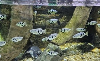 Dubai Aquarium & Underwater Zoo