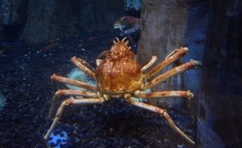 Dubai Aquarium & Underwater Zoo