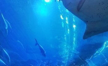 Dubai Aquarium & Underwater Zoo