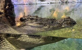 Dubai Aquarium & Underwater Zoo