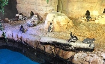 Dubai Aquarium & Underwater Zoo