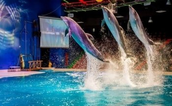 Dubai Dolphinarium