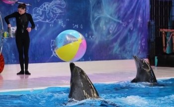 Dubai Dolphinarium