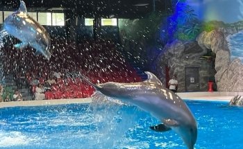 Dubai Dolphinarium