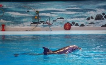 Dubai Dolphinarium