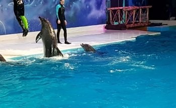 Dubai Dolphinarium