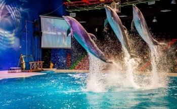 Dubai Dolphinarium