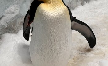 SeaWorld Abu Dhabi
