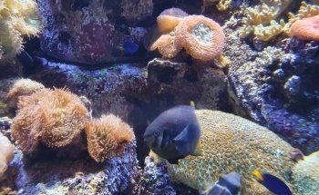 The Lost Chambers Aquarium at Aquaventure World