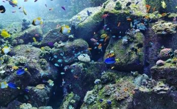The Lost Chambers Aquarium at Aquaventure World