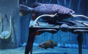 The Lost Chambers Aquarium at Aquaventure World