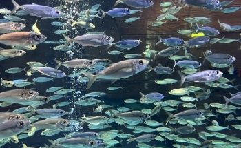 The Lost Chambers Aquarium at Aquaventure World