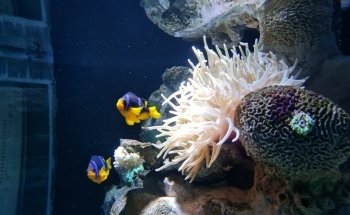 Sharjah Aquarium