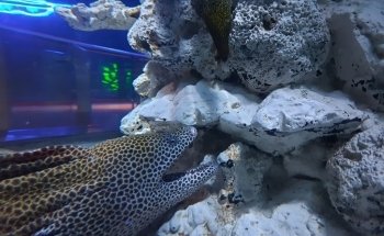 Sharjah Aquarium