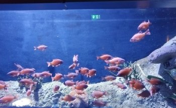 Sharjah Aquarium