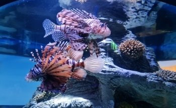 Sharjah Aquarium