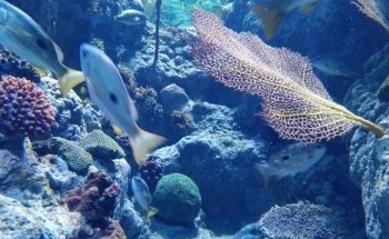 Sharjah Aquarium