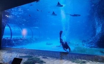 The National Aquarium Abu Dhabi
