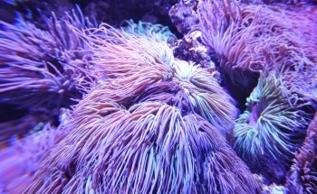 The National Aquarium Abu Dhabi