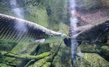 The National Aquarium Abu Dhabi