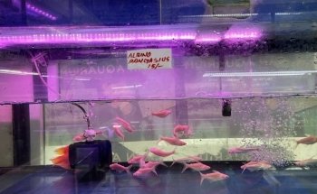 Ajman Aquarium