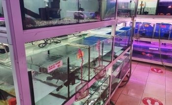 Ajman Aquarium