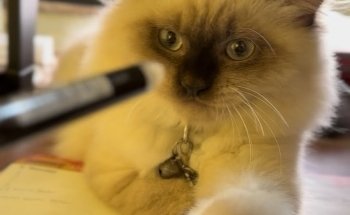 Pet Corner Warehouse Sale (DIP) Pet Shop