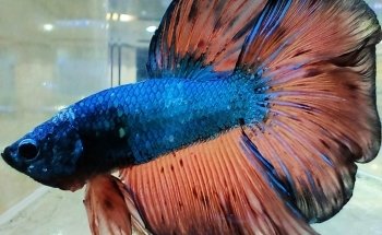Famous Aquarium and Pets Dubai