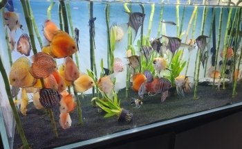 Famous Aquarium and Pets Dubai