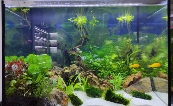 Famous Aquarium and Pets Dubai